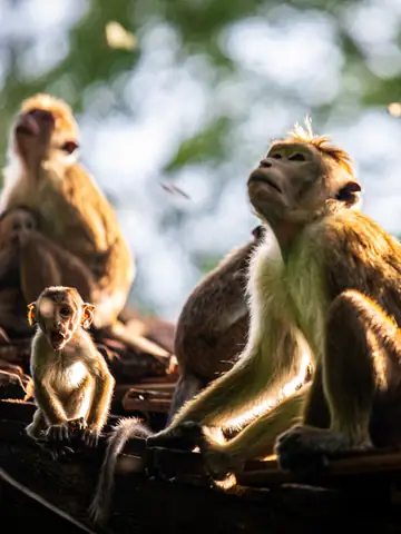 Toque macaques sitting together in dappled light