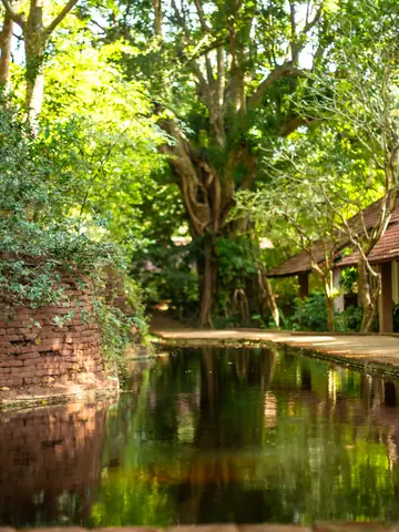 Lily pond framed by jungle trees beside a cottage